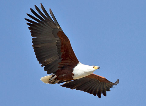 African Fish Eagle in flight